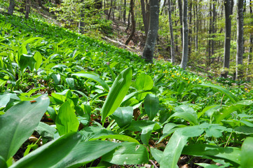 Fototapeta na wymiar Wild garlic ramson or bear garlic growing in forest in spring. Ramson field under a mountain