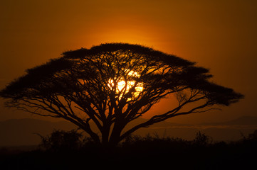 Fototapeta na wymiar Tanzania Sunset with tree Silhouette