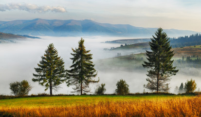 Obraz premium foggy morning. a picturesque autumn dawn in the Carpathian Mountains