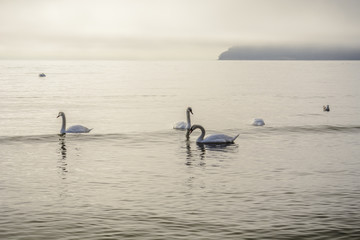 Swans flock in the sea in a foggy morning