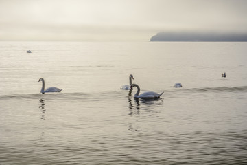 Swans flock in the sea in a foggy morning