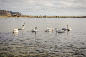 Swans flock in the sea in a foggy morning