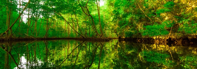 Fototapete Bäume Mangrovengrüne Bäume spiegeln sich im Wasser
