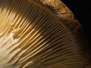 Mushroom up close