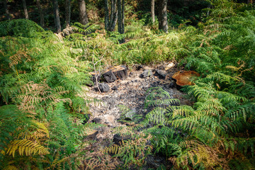 Bonfire in the wild sorrounded by ferns