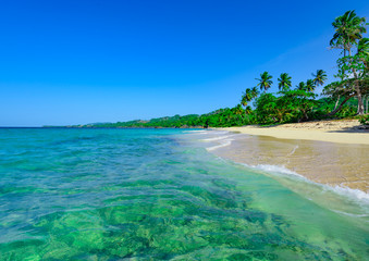 Obraz premium paradise beach beautiful white sand with palm tree in the resort of caribbean