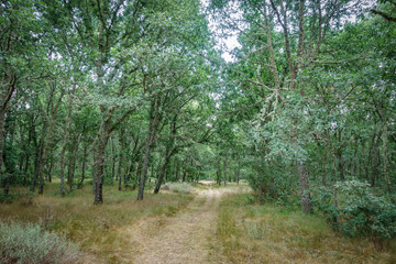 Over oak tree forest track