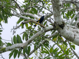 Cacique Yellow Rumped, Cacicus cella, braided nest on high trees tropical rainforest, Yasuni National Park, Ecuador