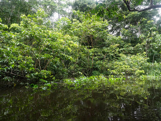 Fototapeta na wymiar Amazon Rainforest, Black River, Yasuni National Park, Ecuador