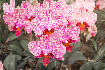 Closeup of Orchids flowers in garden.