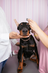 Young purebred doberman puppy getting veterinary treatment because of cropped ears. Dog cropping.