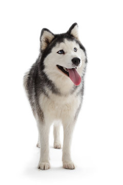 Husky Siberien Images Browse 615 Stock Photos Vectors And Video Adobe Stock