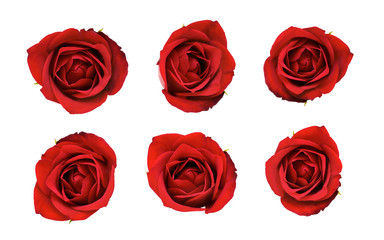 Valentines Red Roses isolated on a white background