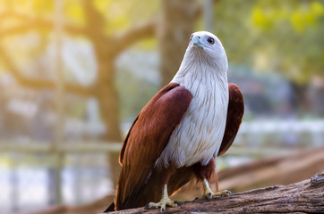 Bird falcon white sitting bosom nestled on a green and orange background.
