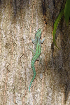 Seychellen-Taggecko (Phelsuma abbotti) Abbott's day gecko / Madagaskar