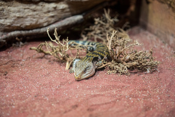 Blue tongue lizard - (Tiliqua scincoides)

