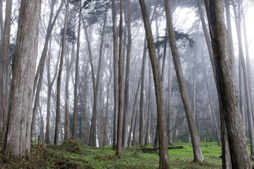 Monterey Cypress Forest In The Fog. The Presidio San Francisco, California, USA.