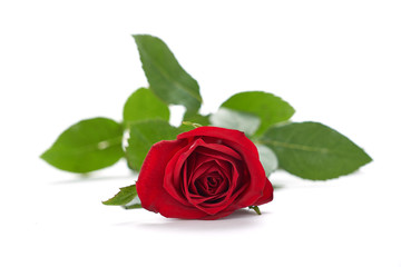 Valentines Red Roses isolated on a white background