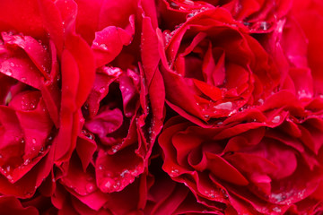 Bouquet of beautiful red roses in the garden after the rain. Texture. Background