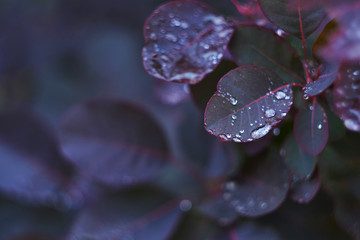 Purple leaves of the Bush after rain. Botanical garden. Europe, summer.