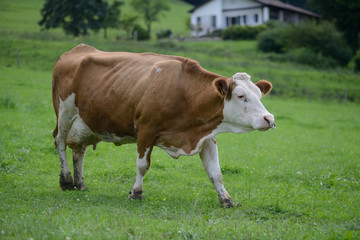 Fototapeta na wymiar glückliche Kuh auf grüner Wiese Bayern 2016 - Urlaub auf dem Bauernhof