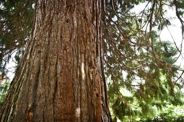 huge trunk of giant redwood