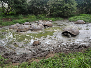 Naklejka na ściany i meble Galapagos Giant Tortoise, Chelonoidis n. porteri, in the muddy reservoir Chato, Santa Cruz, Glapagos, Ecuador