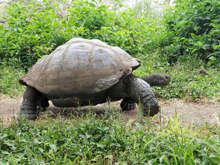 Naklejka premium Galapagos Giant Tortoise, Chelonoidis n. porteri, reservation Chato, Santa Cruz, Glapagos, Ecuador