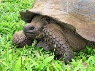 Fototapeta premium Galapagos Giant Tortoise, Chelonoidis n. porteri, reservation Chato, Santa Cruz, Glapagos, Ecuador
