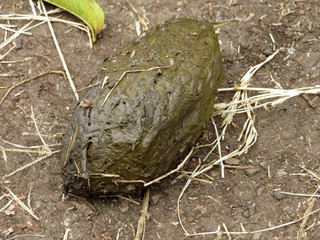 excrement  Galapagos Giant Tortoise, Chelonoidis n. porteri, Chato, Santa Cruz, Glapagos, Ecuador