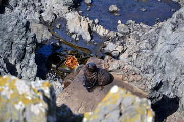 Sea lion