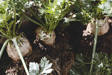 Root celeries.Tuber of celery with leaves, farm fresh produce, organic food.Celery right from ground