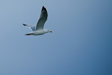 Flight of seagull