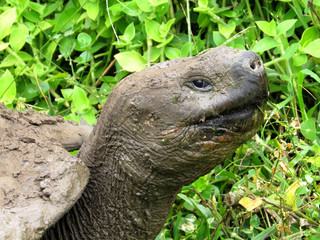 Portrait Galapagos Giant Tortoise, Chelonoidis n. porteri, reservation Chato, Santa Cruz, Glapagos, Ecuador