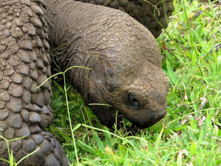 Portrait Galapagos Giant Tortoise, Chelonoidis n. porteri, reservation Chato, Santa Cruz, Glapagos, Ecuador