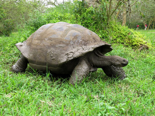 Naklejka premium Galapagos Giant Tortoise, Chelonoidis n. porteri, reservation Chato, Santa Cruz, Glapagos, Ecuador