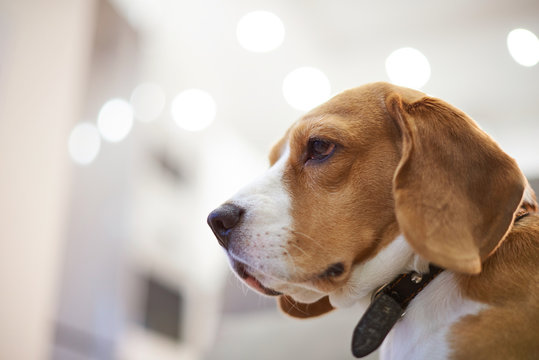 Profile portrait of beagle dog