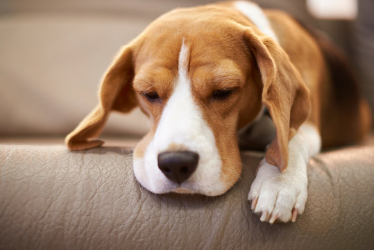Beagle dog sleeping on coach
