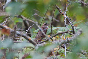 White-Throated Sparrow