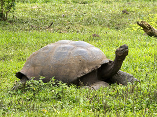 Naklejka premium Galapagos Giant Tortoise, Chelonoidis n. porteri, reservation Chato, Santa Cruz, Glapagos, Ecuador