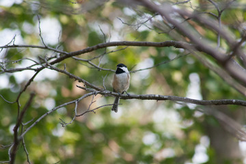 Chickadee
