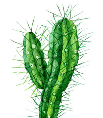 Watercolor cactus isolated on white background