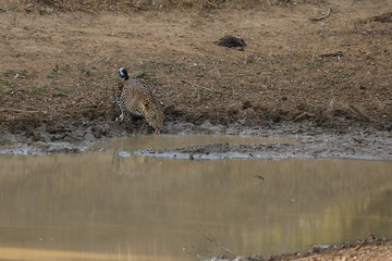 Leoparden im Yala Nationalpark von Sri Lanka