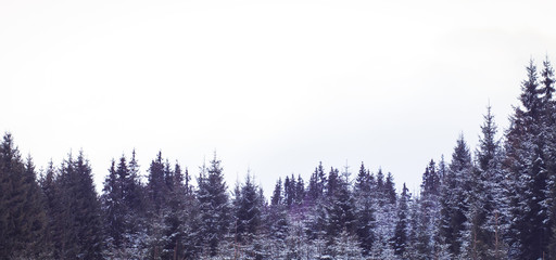Winter wonderland background. Snowy fir trees winter card
