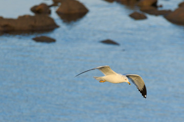 Ring Billed Gull