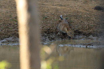 Leoparden im Yala Nationalpark von Sri Lanka