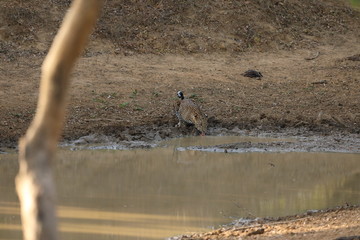 Leoparden im Yala Nationalpark von Sri Lanka