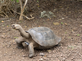 Galapagos Giant Tortoise, Chelonoidis chathamensis in the stony terrain of the center, Centro de Crianza de Tortugas, San Cristobal, Glapagos, Ecuador