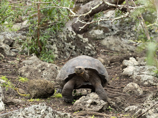 Galapagos Giant Tortoise, Chelonoidis chathamensis in the stony terrain of the center, Centro de Crianza de Tortugas, San Cristobal, Glapagos, Ecuador