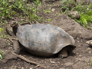 Obraz premium Galapagos Giant Tortoise, Chelonoidis chathamensis in the stony terrain of the center, Centro de Crianza de Tortugas, San Cristobal, Glapagos, Ecuador